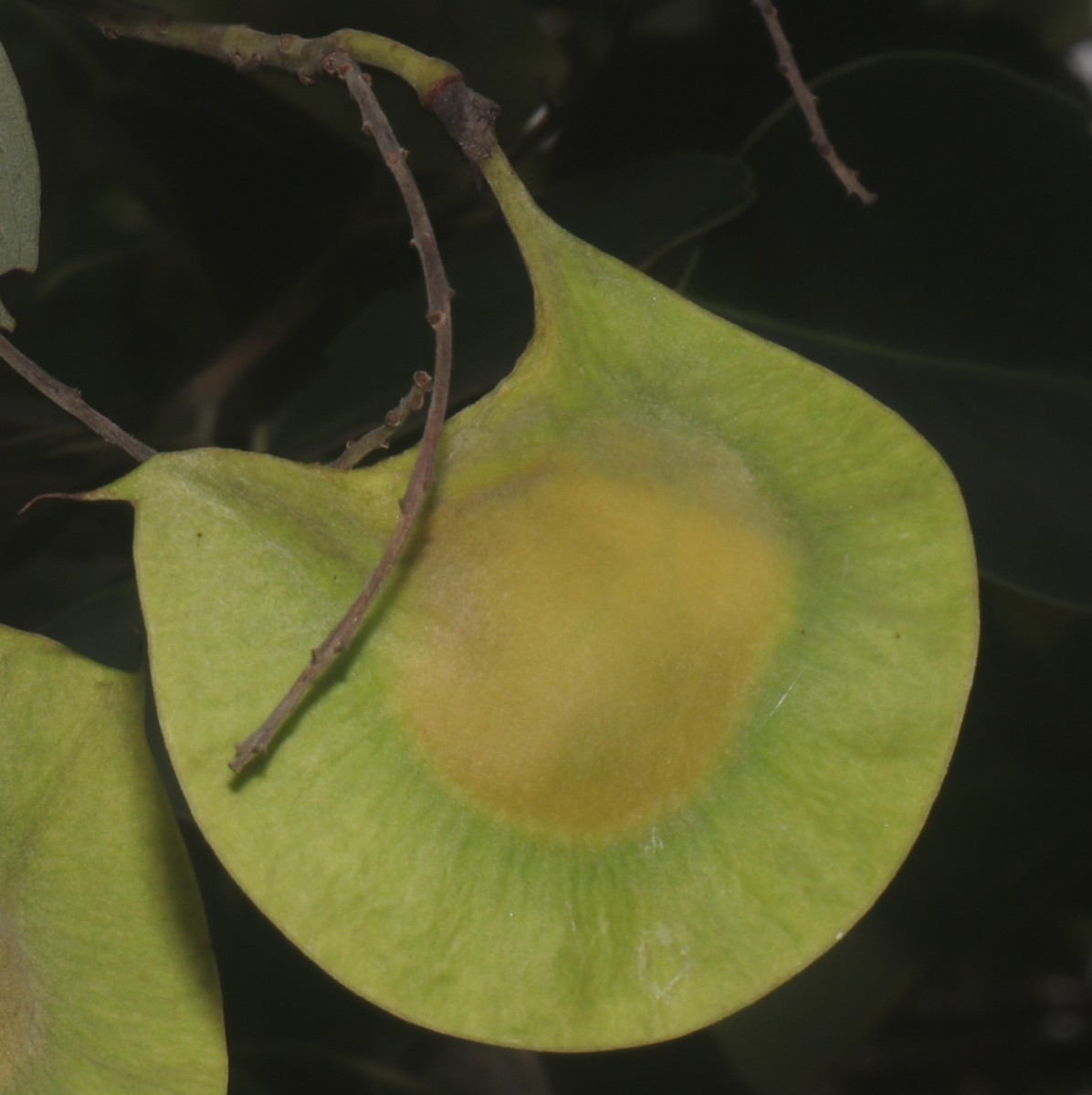 Pterocarpus santalinus L.f.
